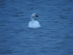 Cygnus columbianus bewickii