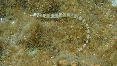 Corythoichthys flavofasciatus