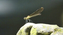 Heliocypha fenestrata