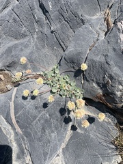 Eriogonum anemophilum