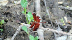 Neurothemis terminata
