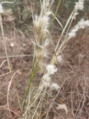 Andropogon ternarius