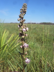 Angelonia integerrima