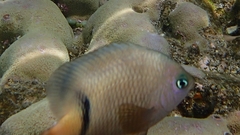 Plectroglyphidodon dickii