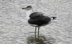 Larus fuscus graellsii