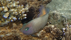 Plectroglyphidodon dickii