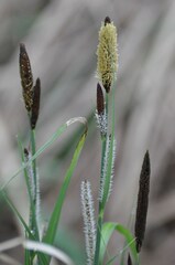 Carex acutiformis