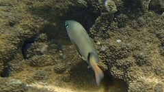 Plectroglyphidodon dickii