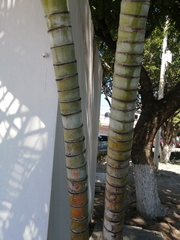 Dypsis lutescens