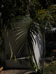 Dypsis lutescens