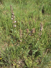 Angelonia integerrima