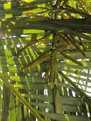 Dypsis lutescens