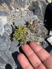 Polemoniaceae