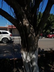 Ficus benjamina benjamina