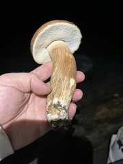 Boletus fibrillosus