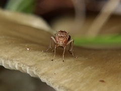 Suillia variegata