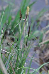 Carex acutiformis