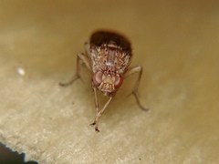 Suillia variegata