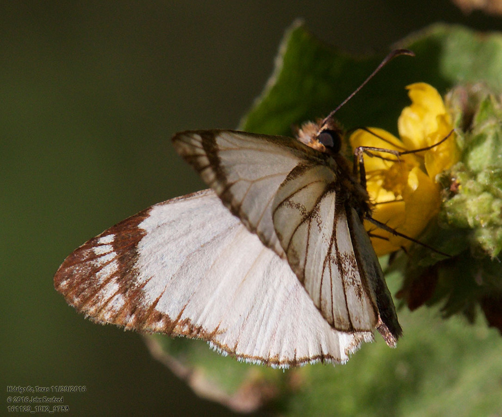 Alana White-Skipper