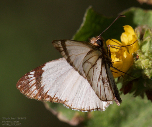Alana White-Skipper
