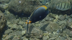 Naso elegans