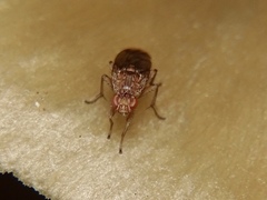 Suillia variegata