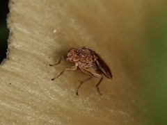 Suillia variegata