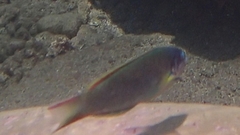 Thalassoma genivittatum