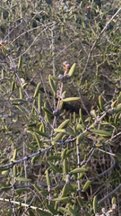 Ceanothus crassifolius