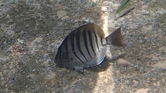 Acanthurus polyzona