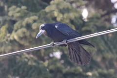 Corvus frugilegus