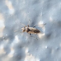 Nysius raphanus