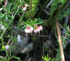 Erica obtusata