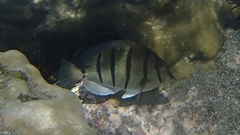 Acanthurus polyzona