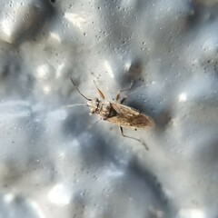Nysius raphanus