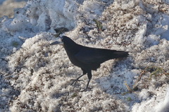 Corvus frugilegus