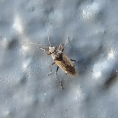 Nysius raphanus
