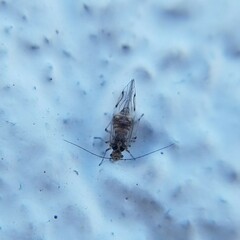 Teliapsocus conterminus