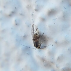 Teliapsocus conterminus