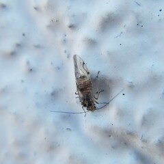 Teliapsocus conterminus