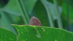 Elymnias hypermnestra