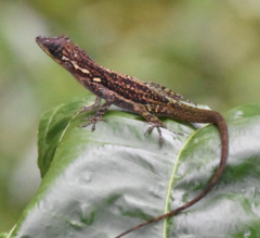 Anolis roquet