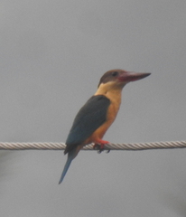 Pelargopsis capensis