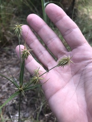Cyperus plukenetii