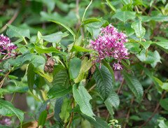 Fuchsia paniculata