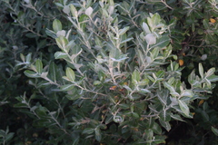 Salix hookeriana