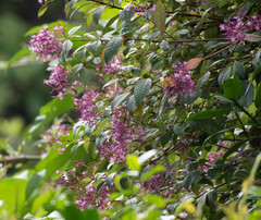Fuchsia paniculata