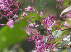 Selasphorus flammula