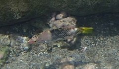 Halichoeres hortulanus