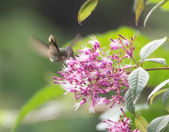 Selasphorus flammula